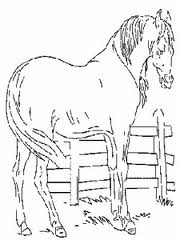 Horse 7